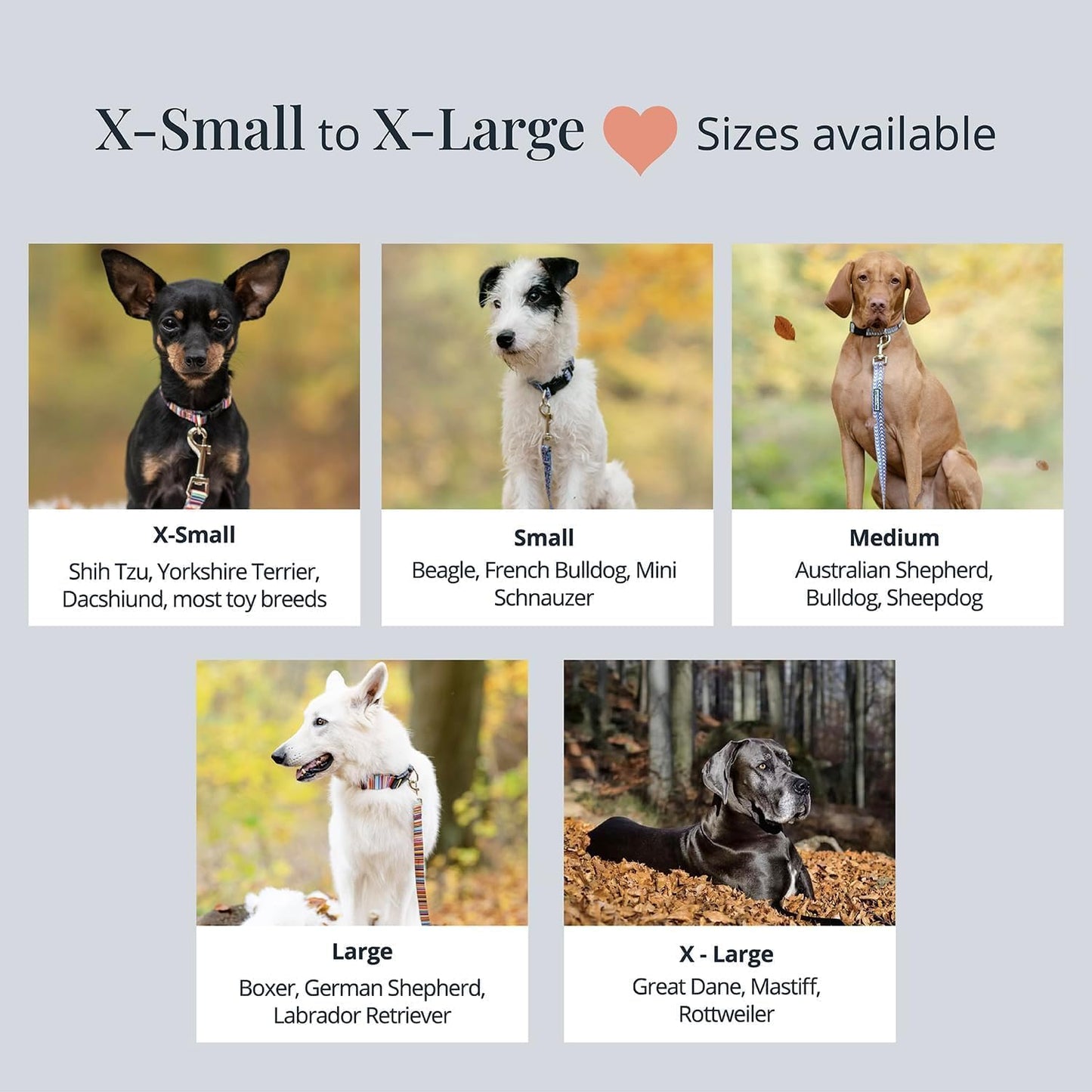 - Adjustable Dog Collar with Easy Click Buckle for Small to Large Dogs, Durable, & Comfortable for Male & Female Dogs, Pet Collar for Puppies & Adult Ones - Jasper, Small