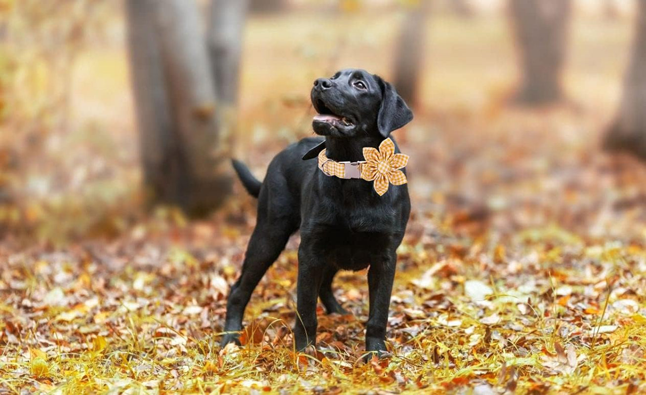 Dog Collar with Flower, Soft and Comfortable, Adjustable Collar for Large Dogs Girl, Neck 16-24 Inches